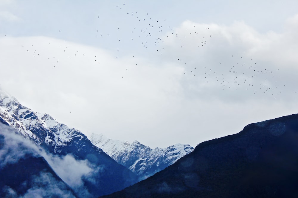 Schwarm von Vögeln, die tagsüber über schneebedeckte Berge fliegen