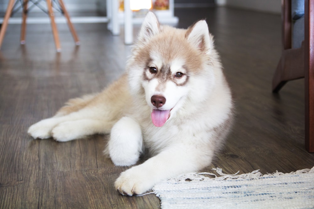 a white and brown dog laying on a wooden floor