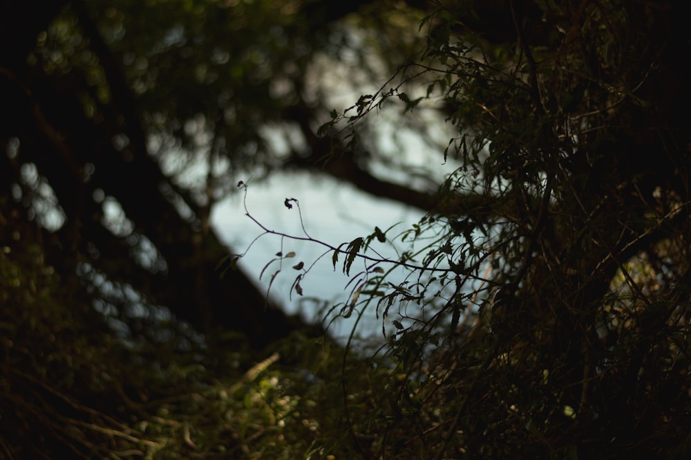 A view of the water from behind a tree inside a forest.