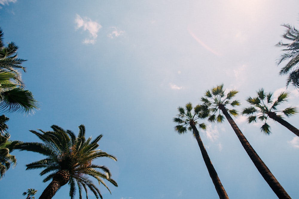 green palm trees under blue sky