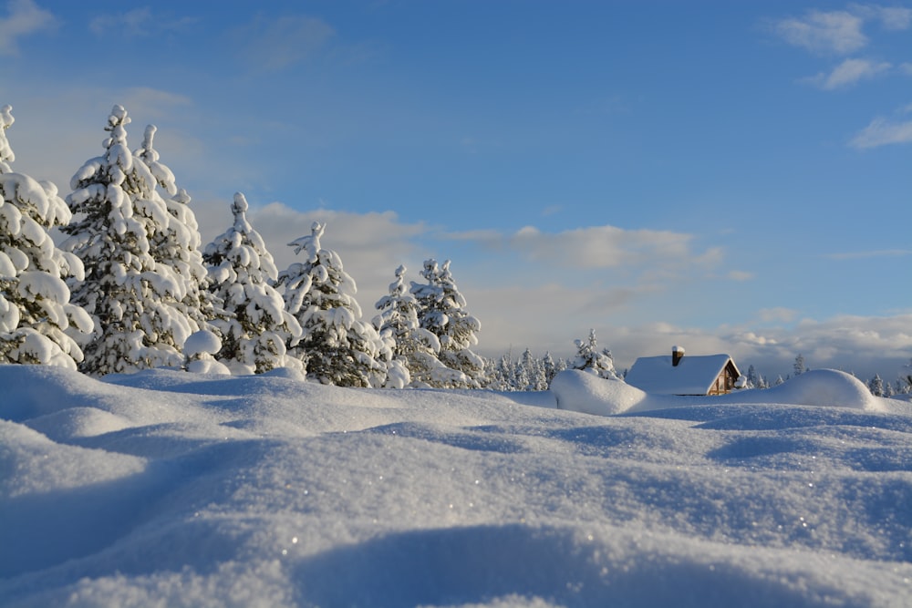 alberi innevati sotto il cielo nuvoloso blu