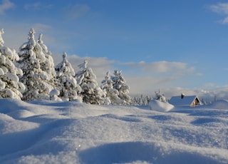 snow-covered trees under blue cloudy sky