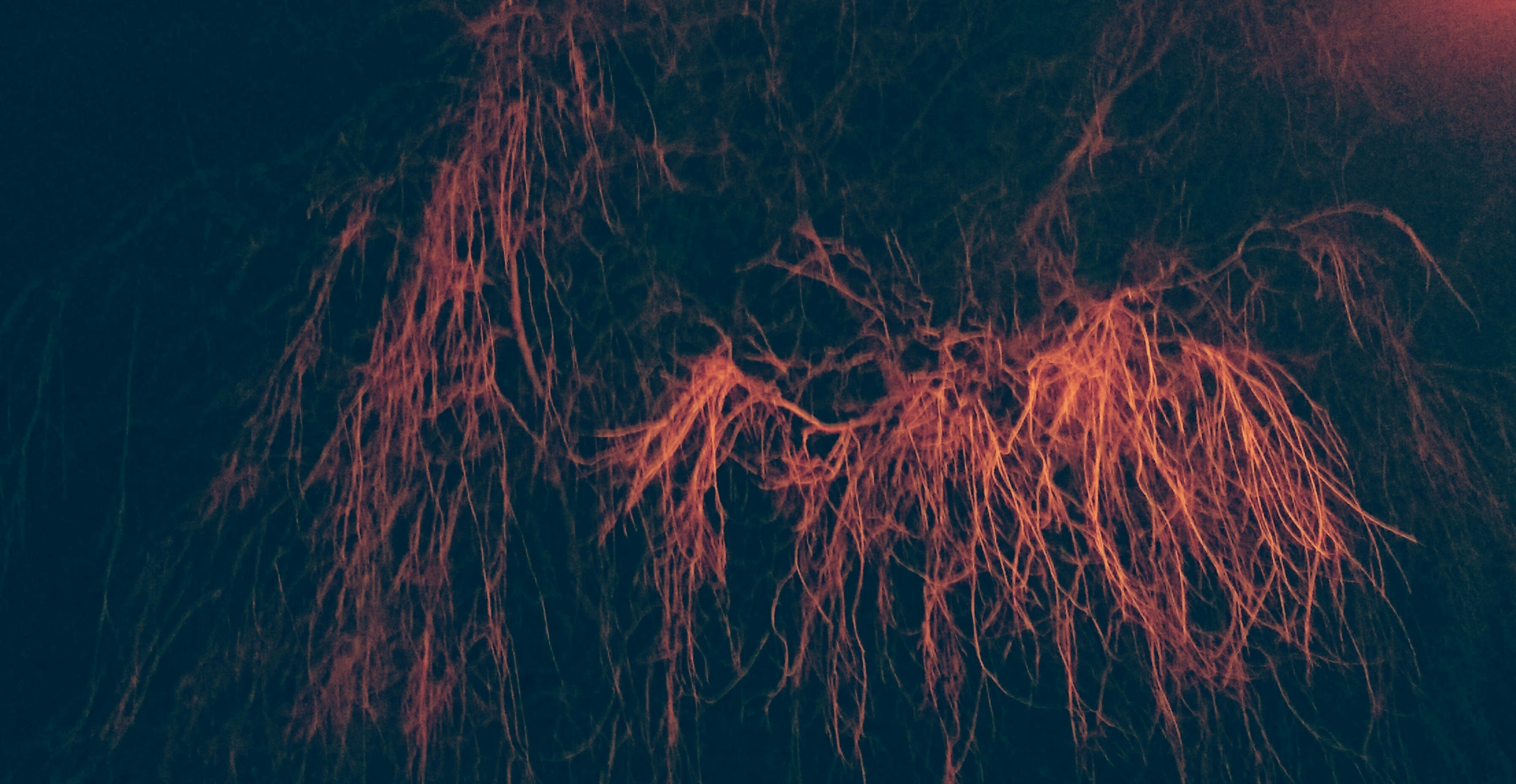 Free Unsplash photo from Suhail Parvez