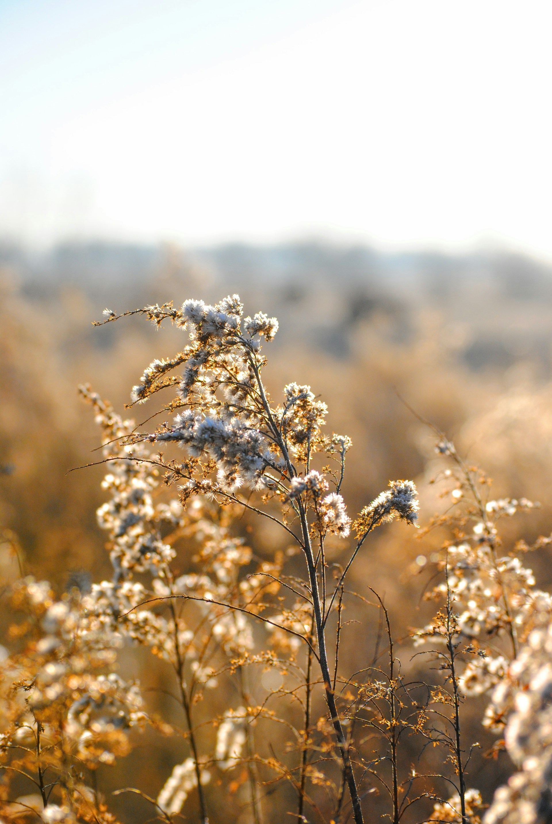 white petaled flowers