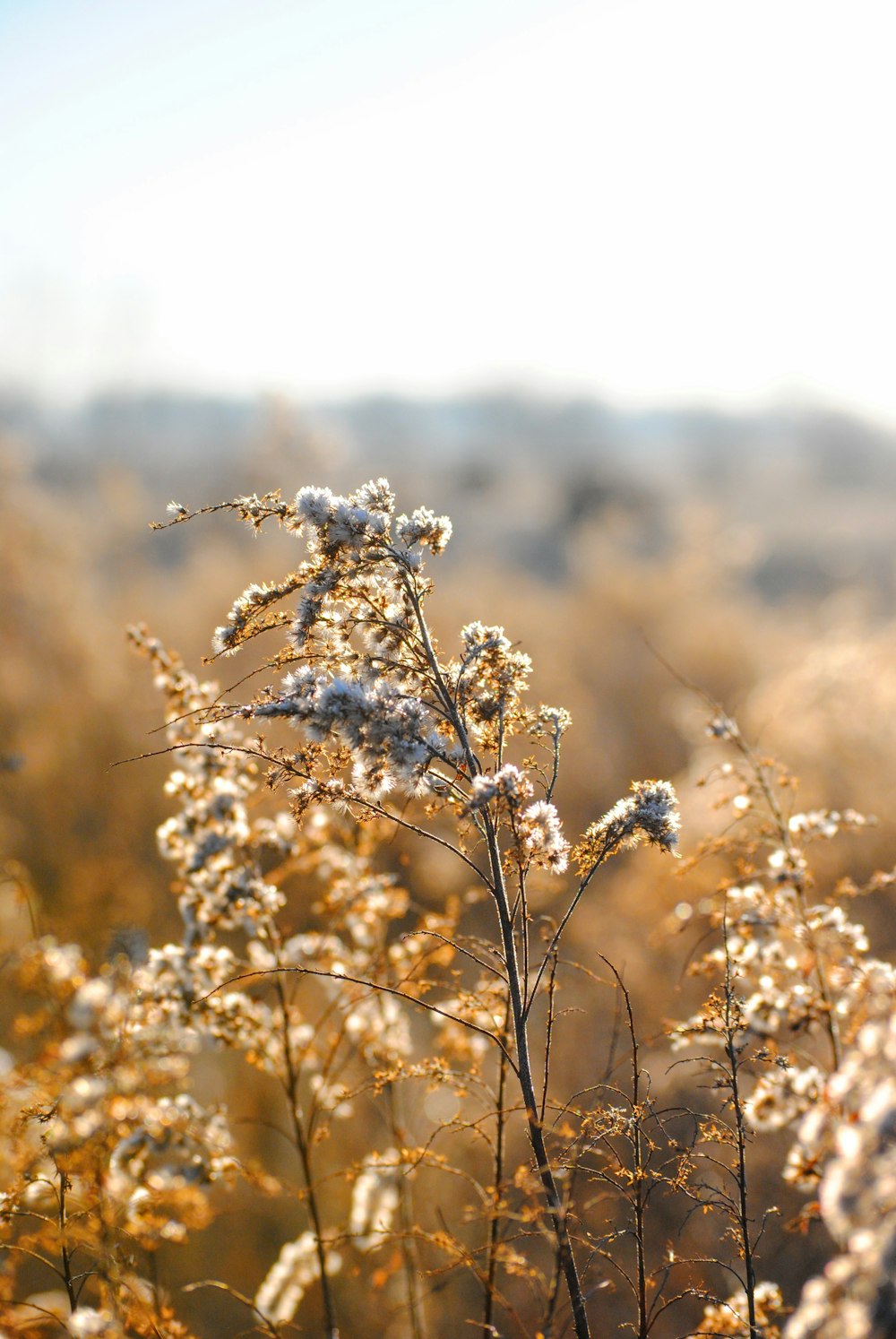 white petaled flowers