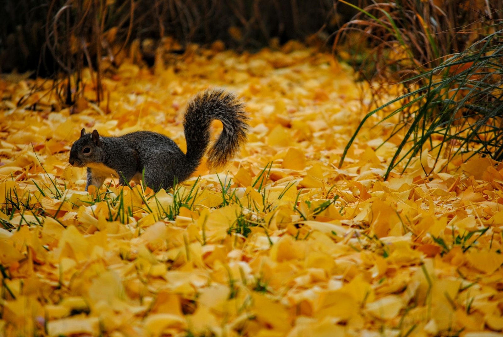 Nikon D3000 + Nikon AF-S DX Nikkor 55-200mm F4-5.6G VR sample photo. Squirrel on ground photography