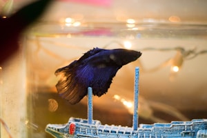 A vibrant blue Betta fish swims gracefully in an aquarium, with its fins spread open. Behind the fish, there is a small decorative model of a shipwreck. The background is softly illuminated with warm glowing lights, creating a serene and enchanting atmosphere.
