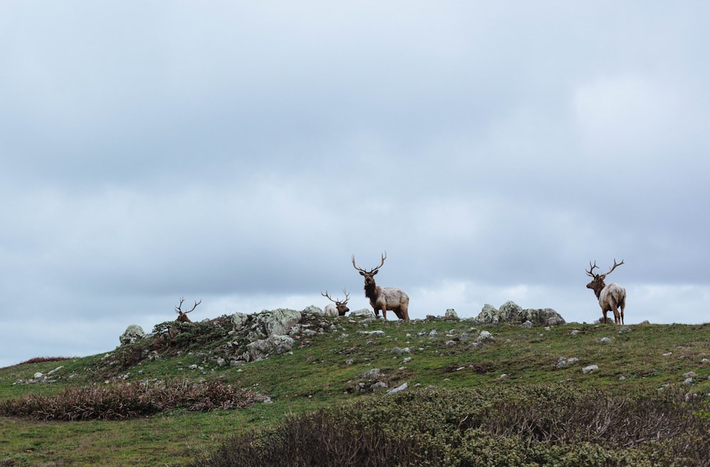 herd of deer on green grass field