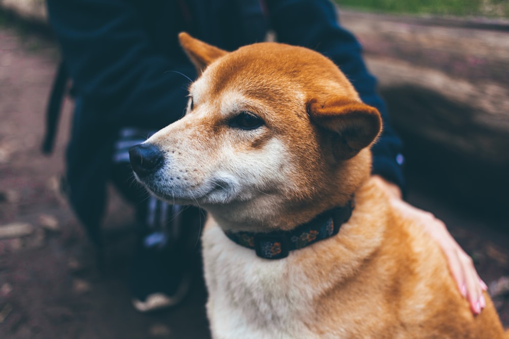 Chien Iba Shinu