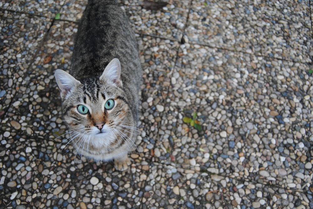 gato atigrado gris