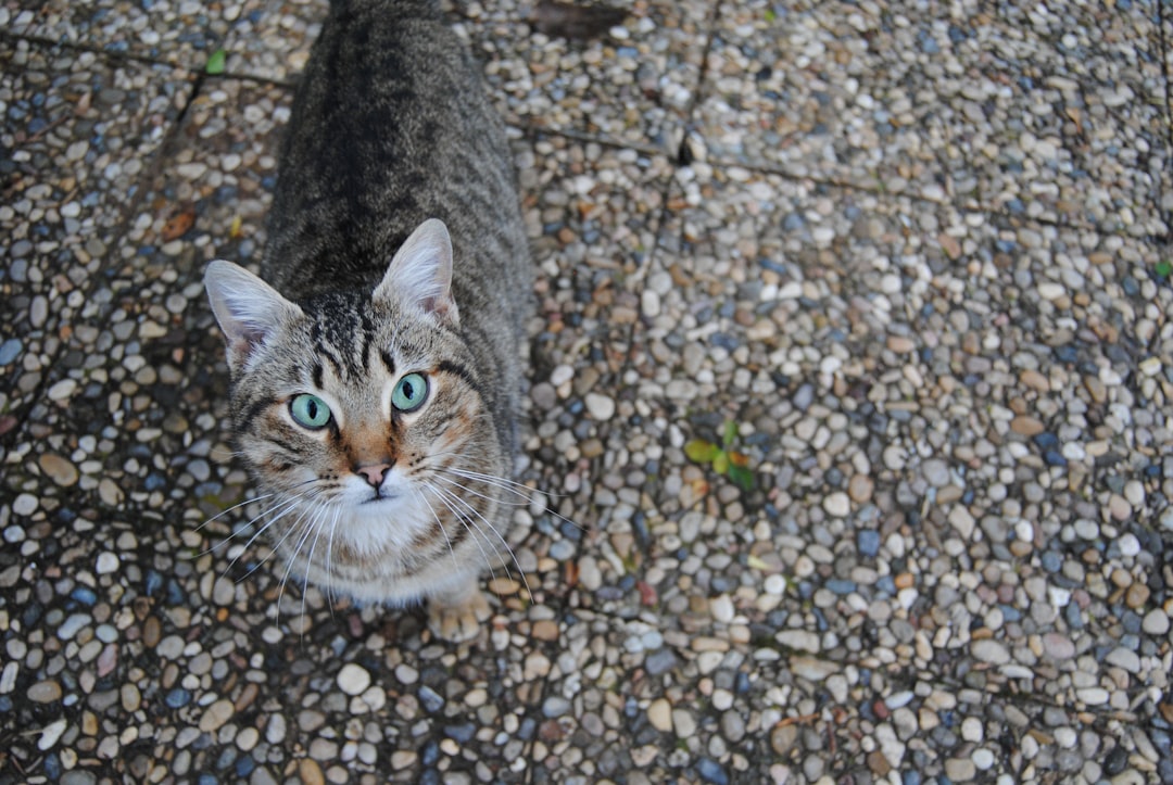 gray tabby cat