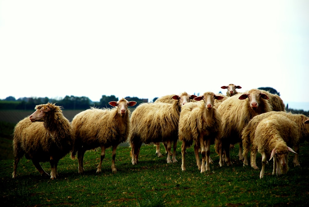 herd of sheep on grassfield