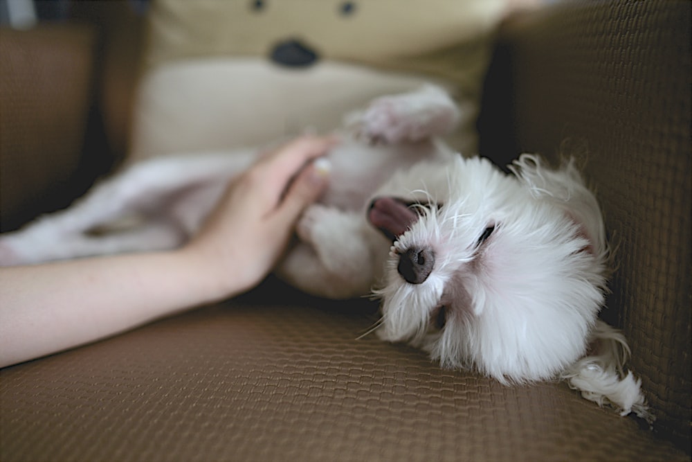 A person stroking a small white yawning dog on a sofa