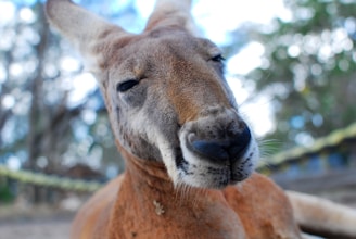 up close photo of a red kangaroo