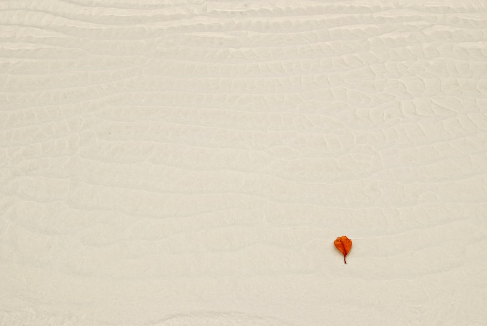 uma folha laranja solitária em uma superfície branca