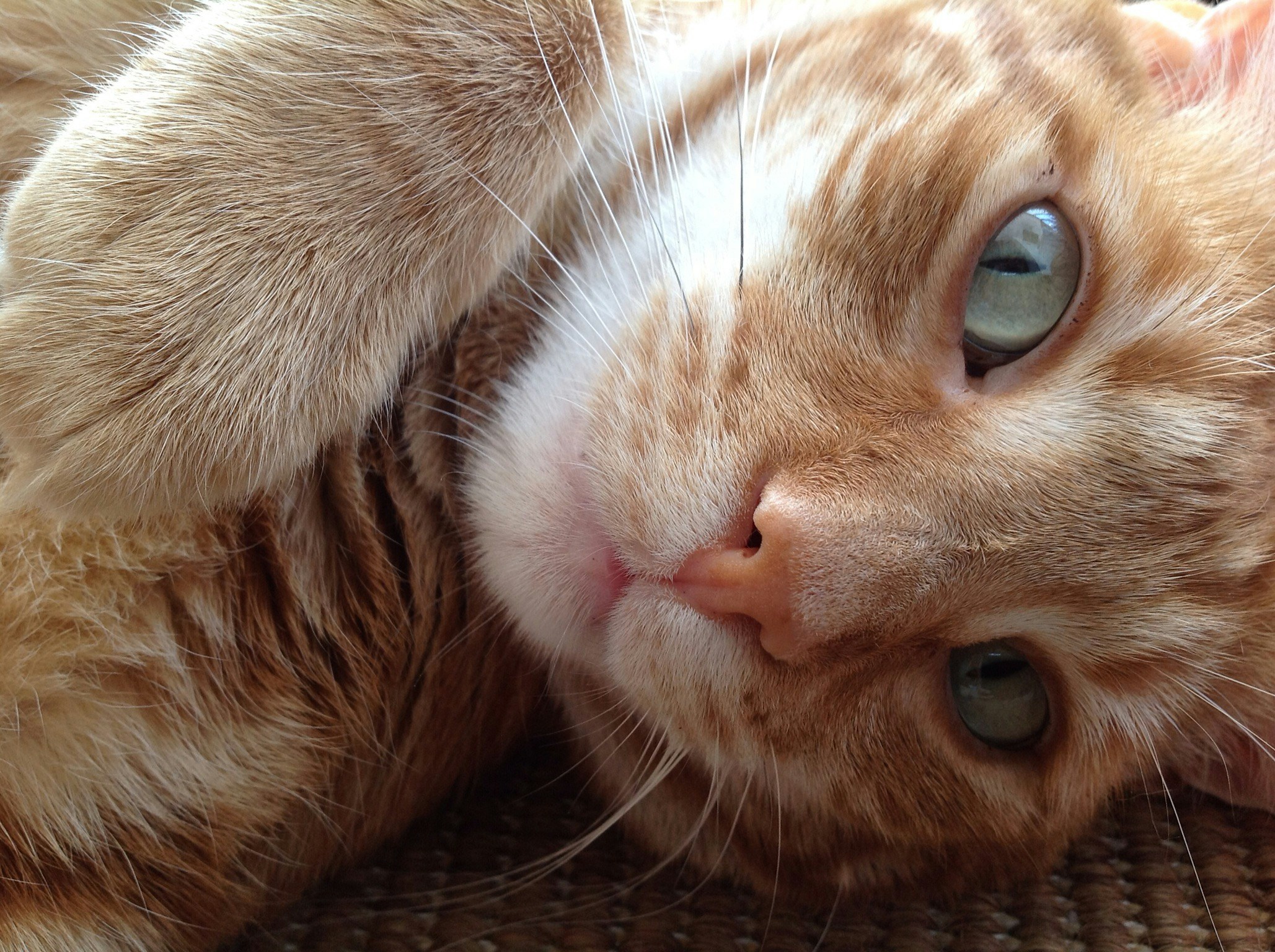 Free Unsplash photo from Andrea Golinucci