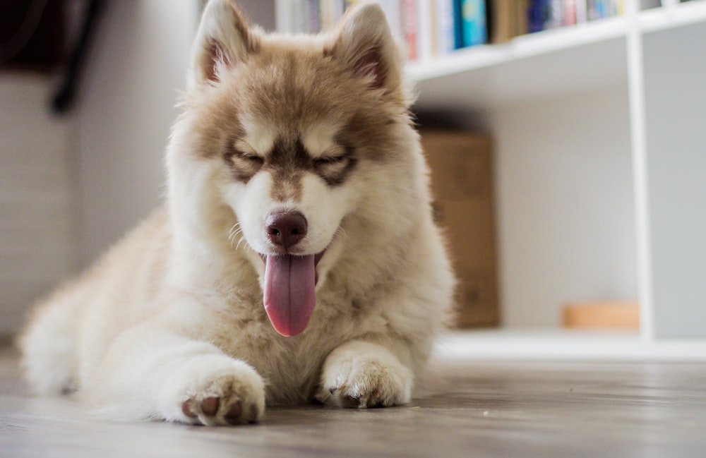 a dog laying on the floor yawning