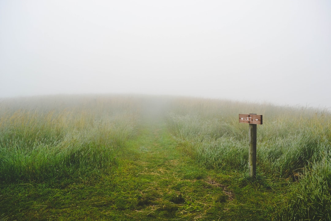 green grass field during fog