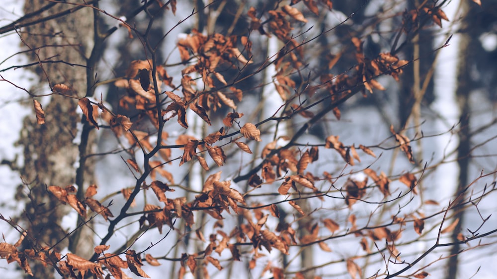 dried leaves hanging on branch