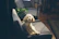 A happy miniature poodle sitting on a cozy living room rug, looking playful and well-groomed.