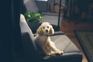 A small, curly-haired poodle sits on a gray couch, bathed in soft, natural light. The dog looks towards the camera with a curious expression. In the background, a potted plant and a guitar can be seen, adding to the cozy and warm ambiance of the room.