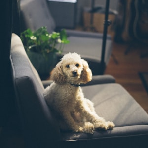 dog sitting on sofa inside room