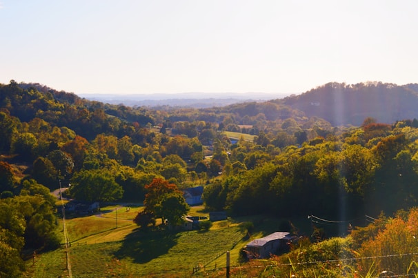 A peaceful rural landscape in Mauges with chestnut trees and rolling hills under soft sunlight.