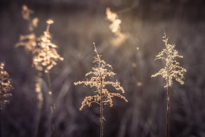 An artist carefully painting a detailed botanical illustration under soft natural light.