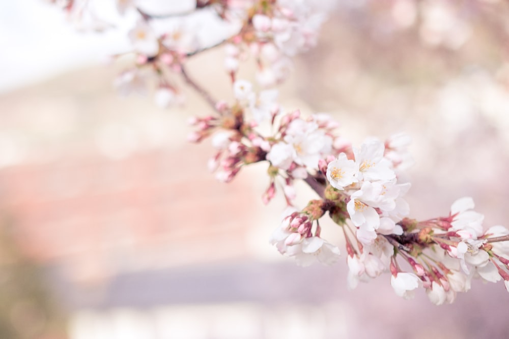 selective focus photography of white petaled flowers