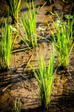 Bright green rice plants growing in a flooded field with shallow water. The sunlight creates shadows and highlights the fresh blades of grass contrasting against the brown, muddy earth.