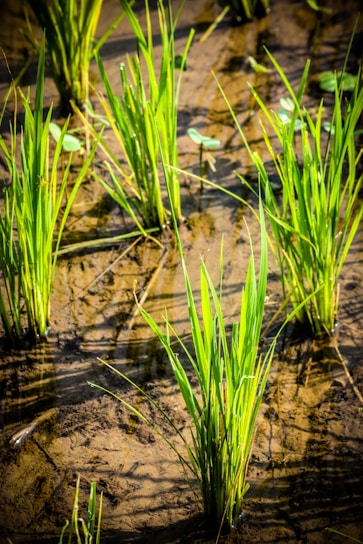 Bright green rice plants growing in a flooded field with shallow water. The sunlight creates shadows and highlights the fresh blades of grass contrasting against the brown, muddy earth.