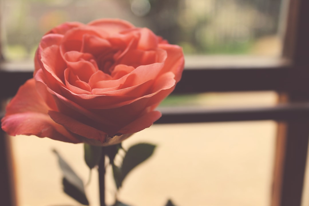 focus photo of pink rose