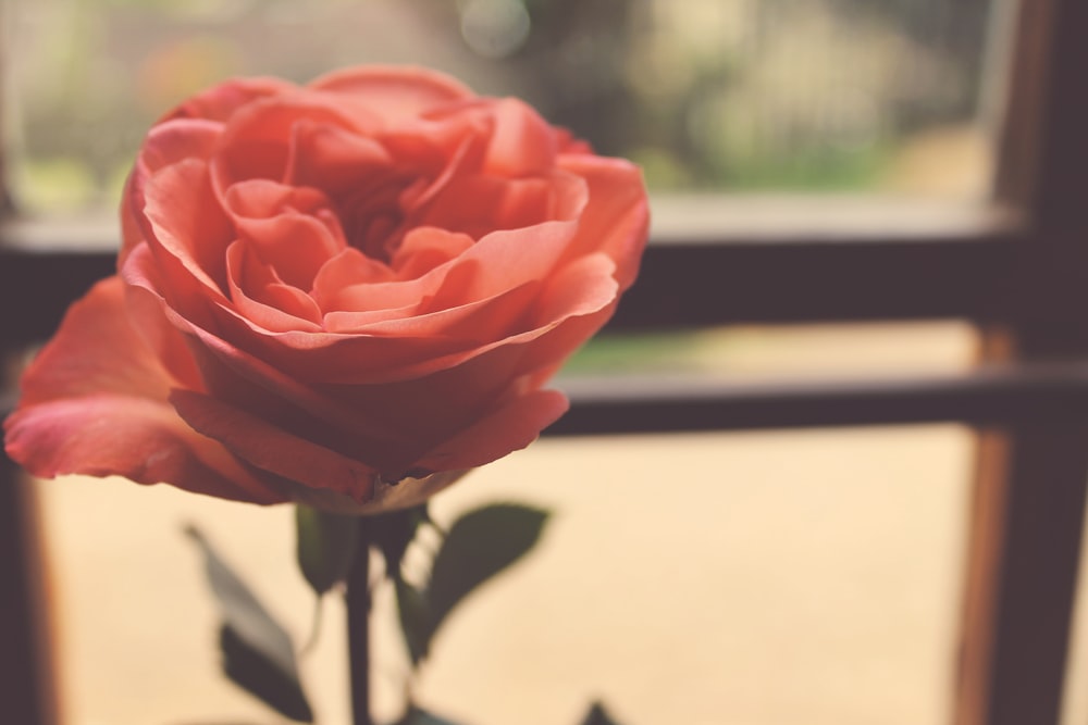 focus photo of pink rose