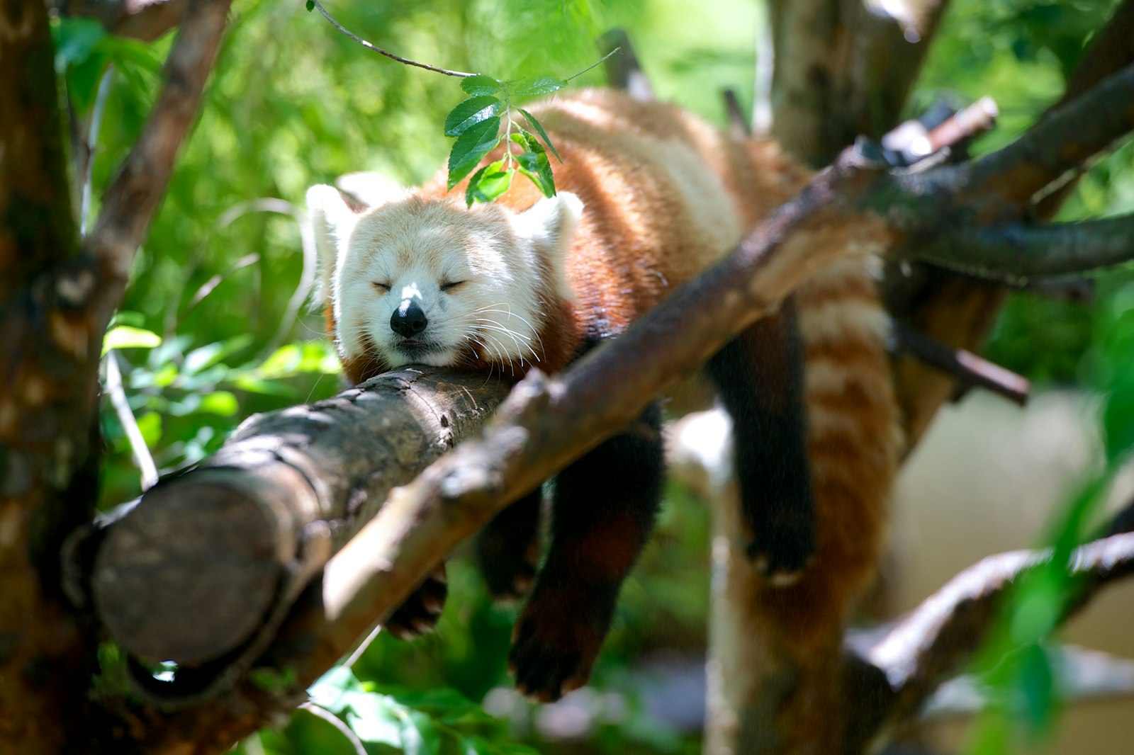 Nikon D700 sample photo. Red panda lying on photography
