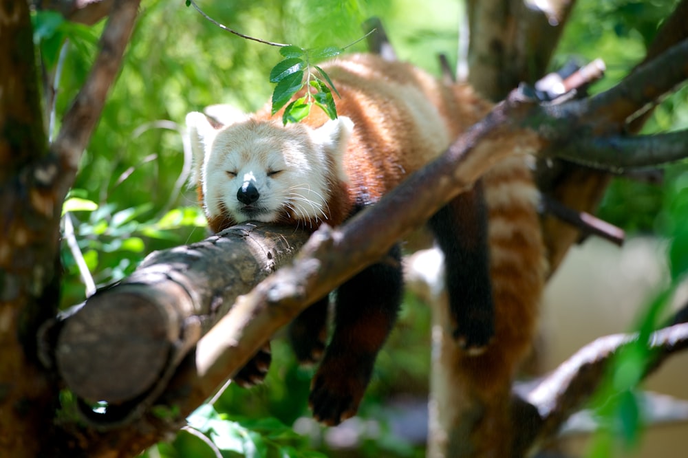 panda vermelho deitado no galho marrom da árvore