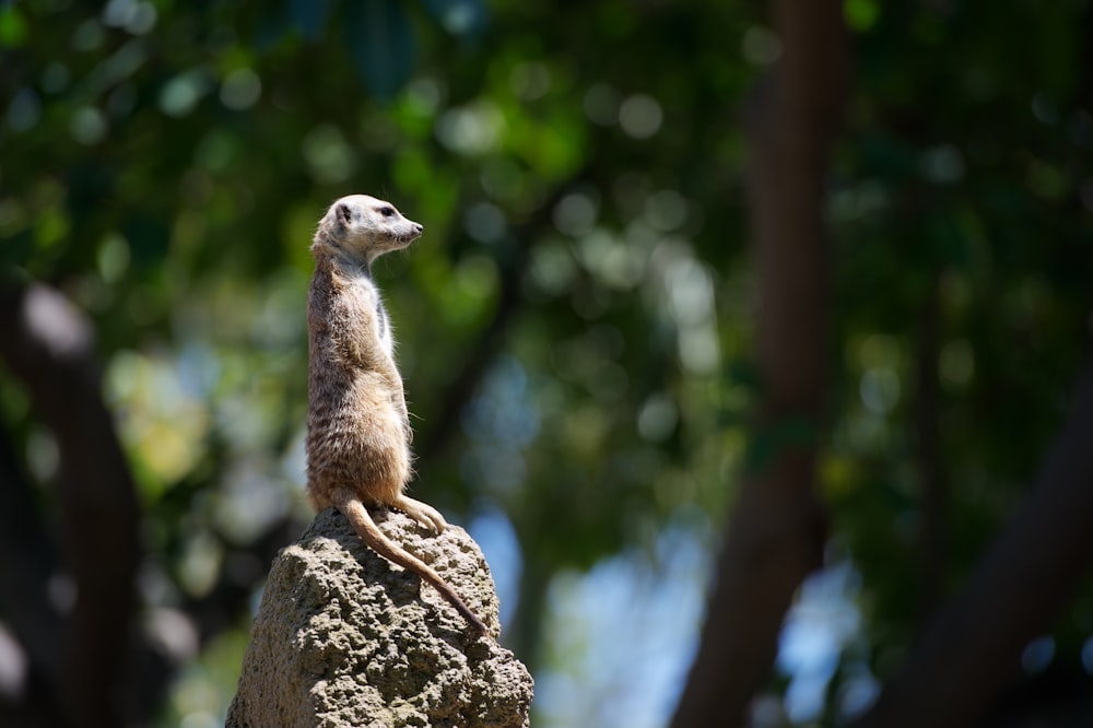 Meerkat em pé na fotografia de foco seletivo de pedra cinza