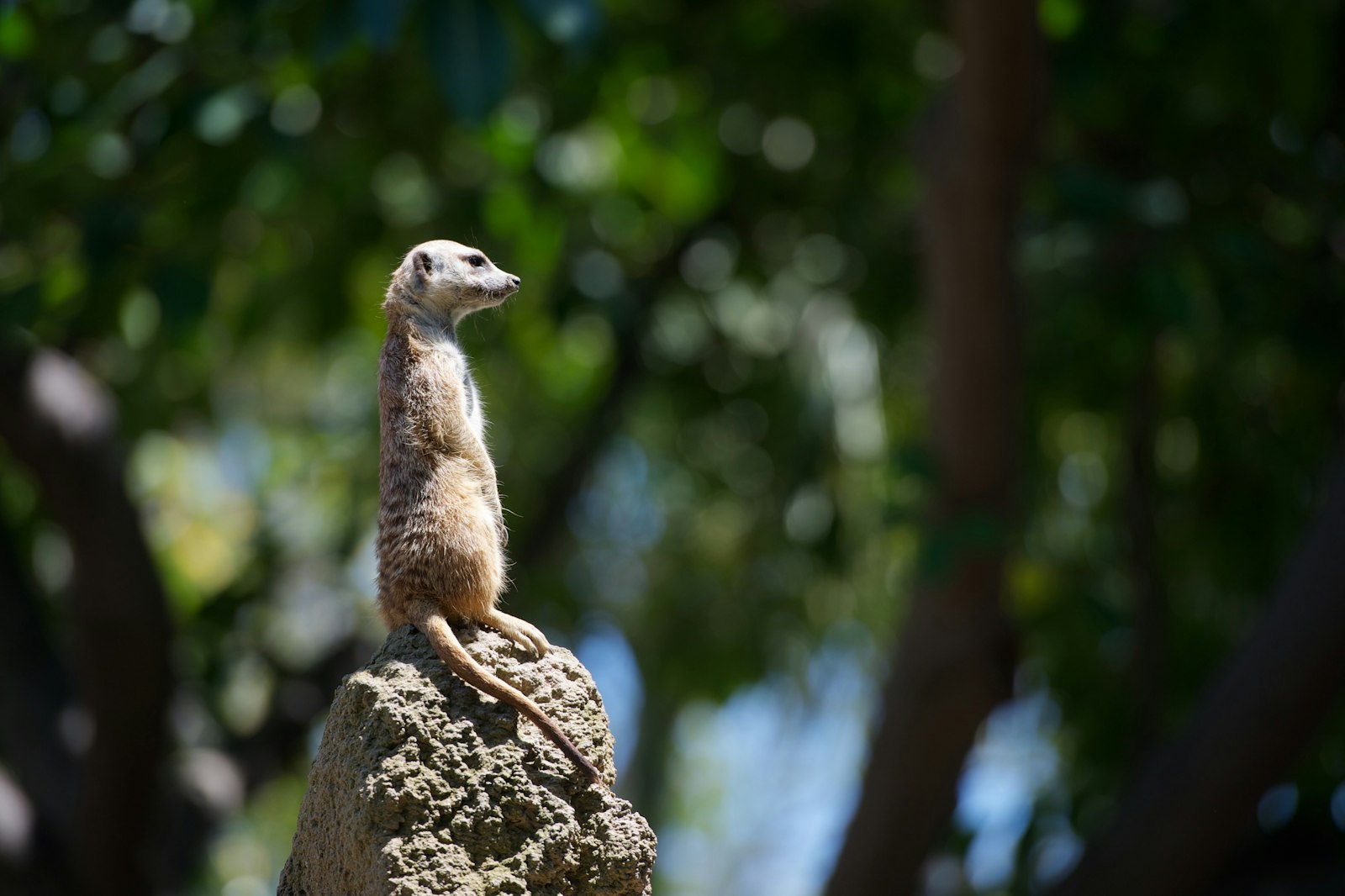 Nikon D700 sample photo. Meerkat standing on gray photography