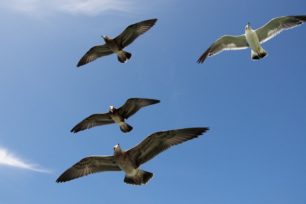 4羽の空飛ぶカモメ