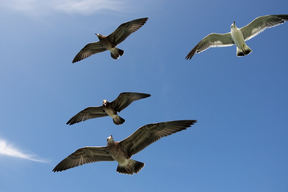 four flying gull birds