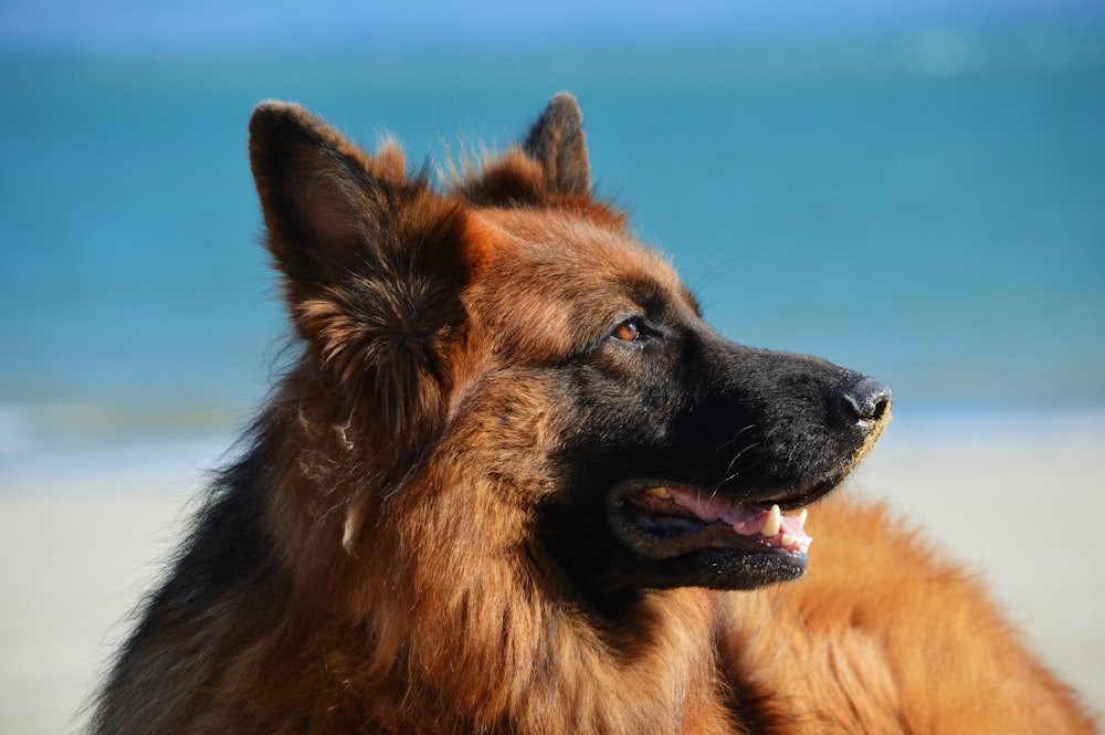 Ausgewachsene Bräune und schwarzer Deutscher Schäferhund