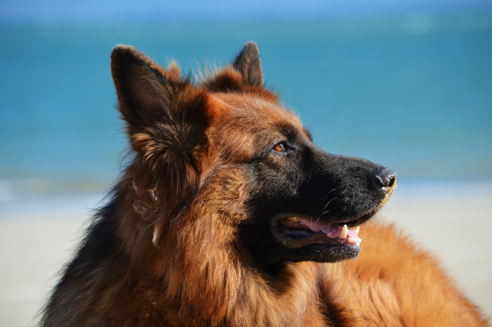 30k+ Dog Breeds Pictures | Download Free Images on Unsplash