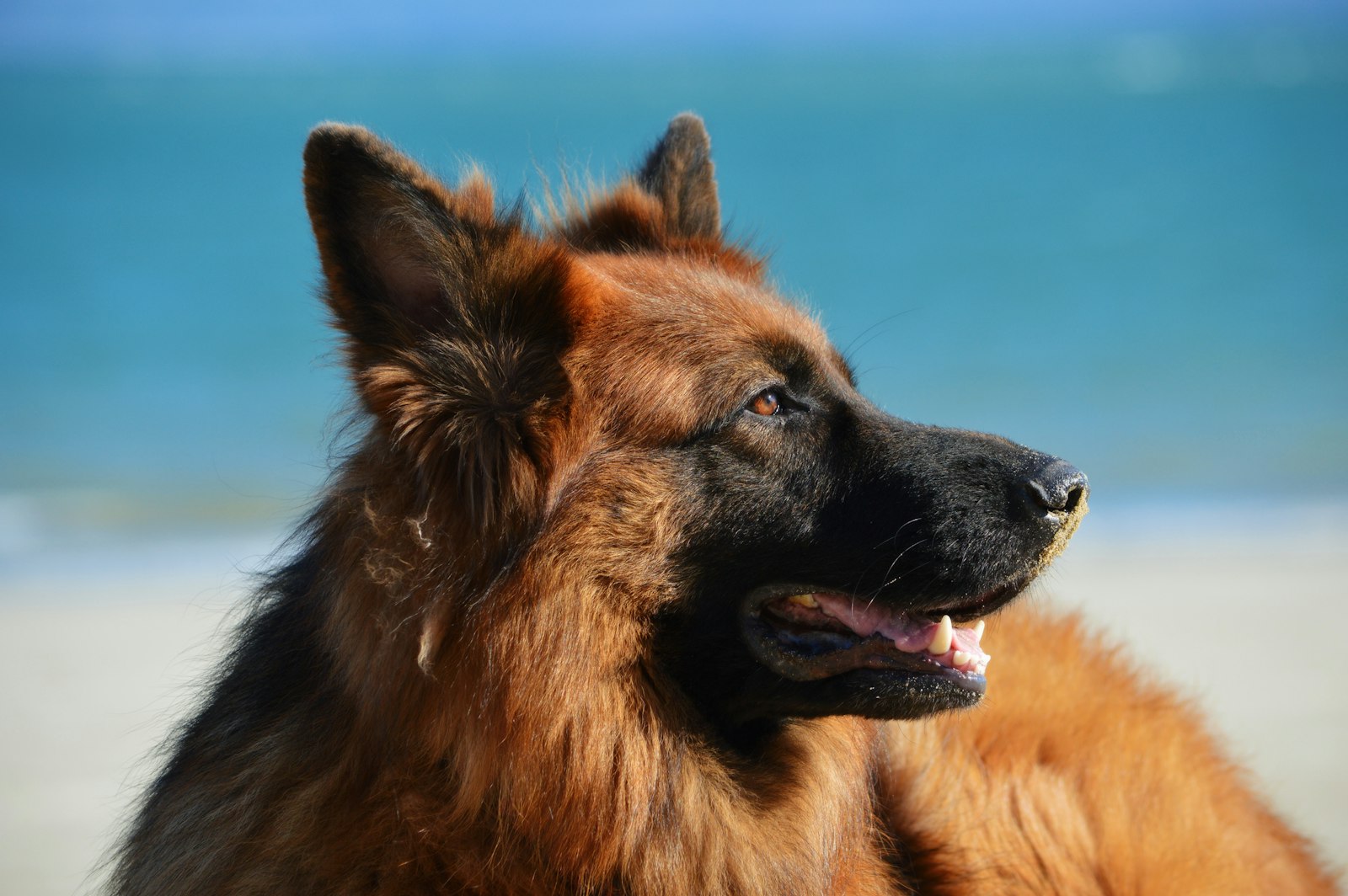 Essential Gear for a German Shepherd