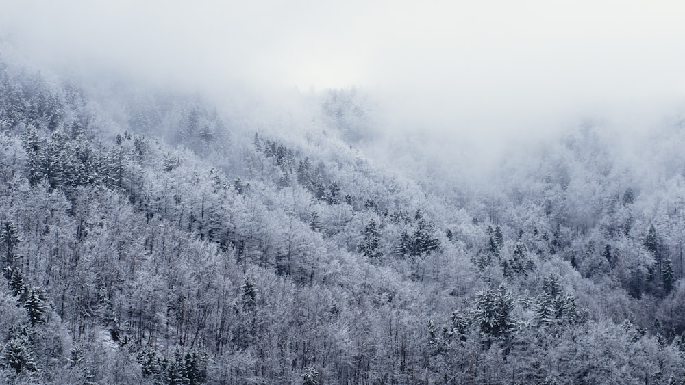 white leafed trees