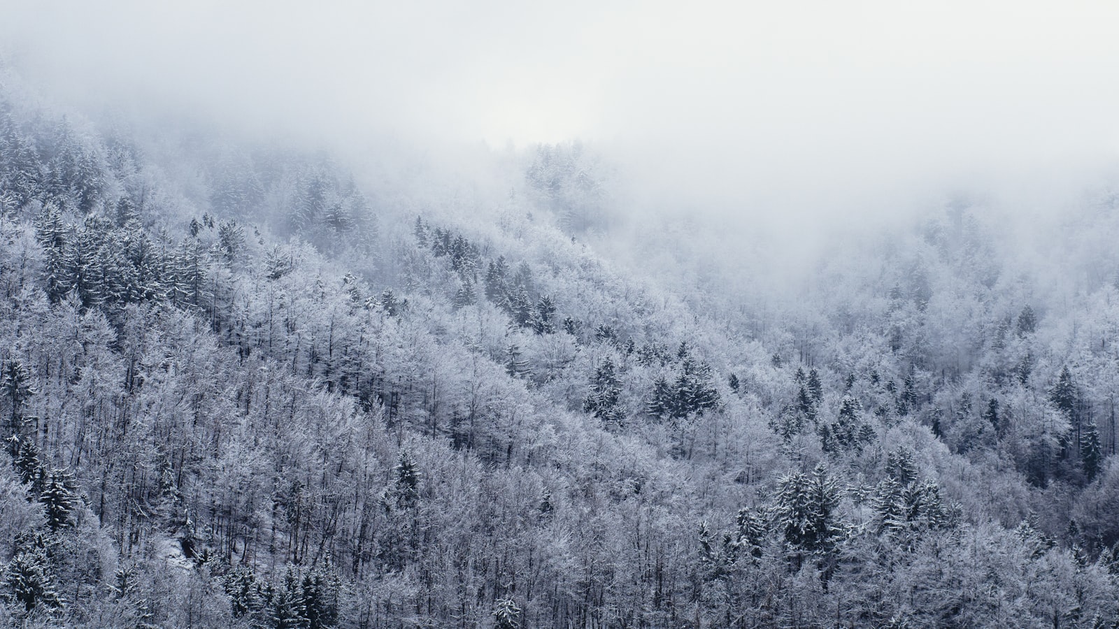 Nikon AF-Nikkor 80-200mm F2.8D ED sample photo. White leafed trees photography