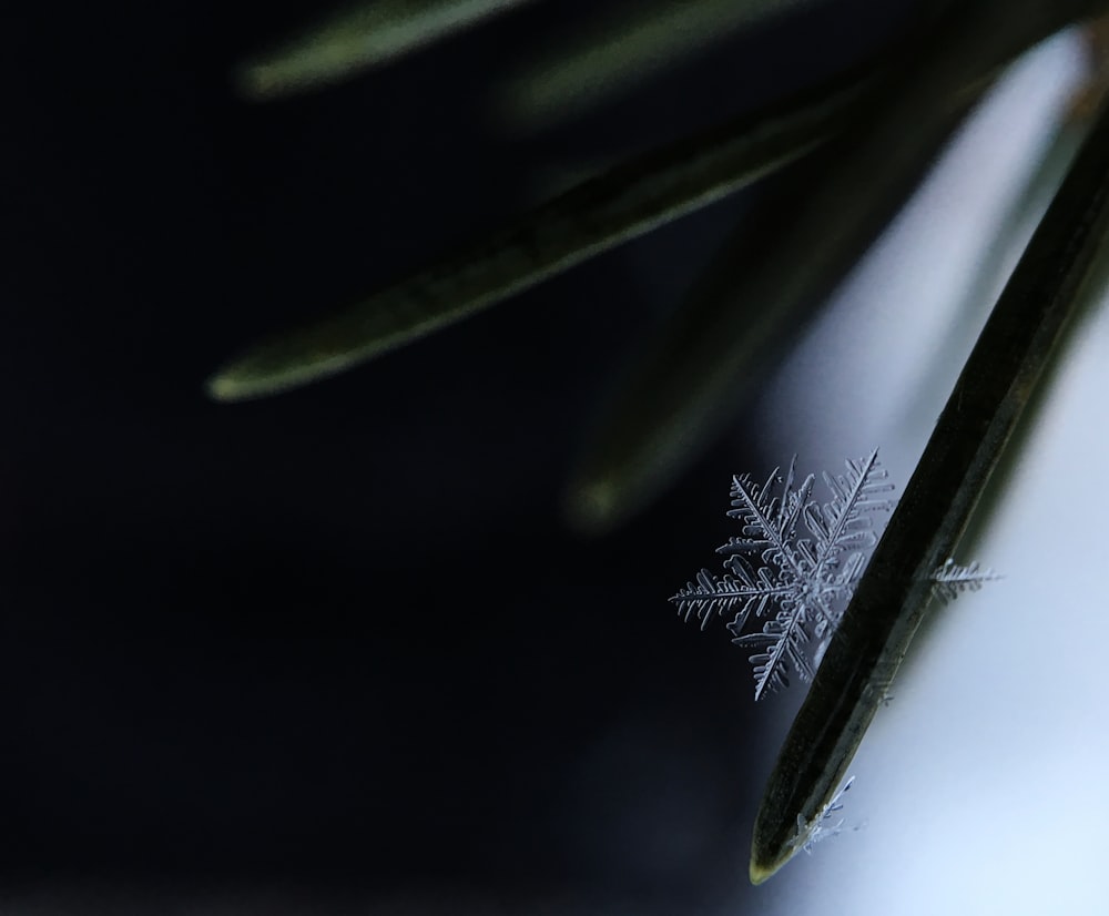 Macro de un copo de nieve en una aguja de pino en Flushing, Michigan