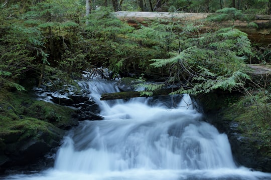 green leaf plants on top of waterfall in Washington United States