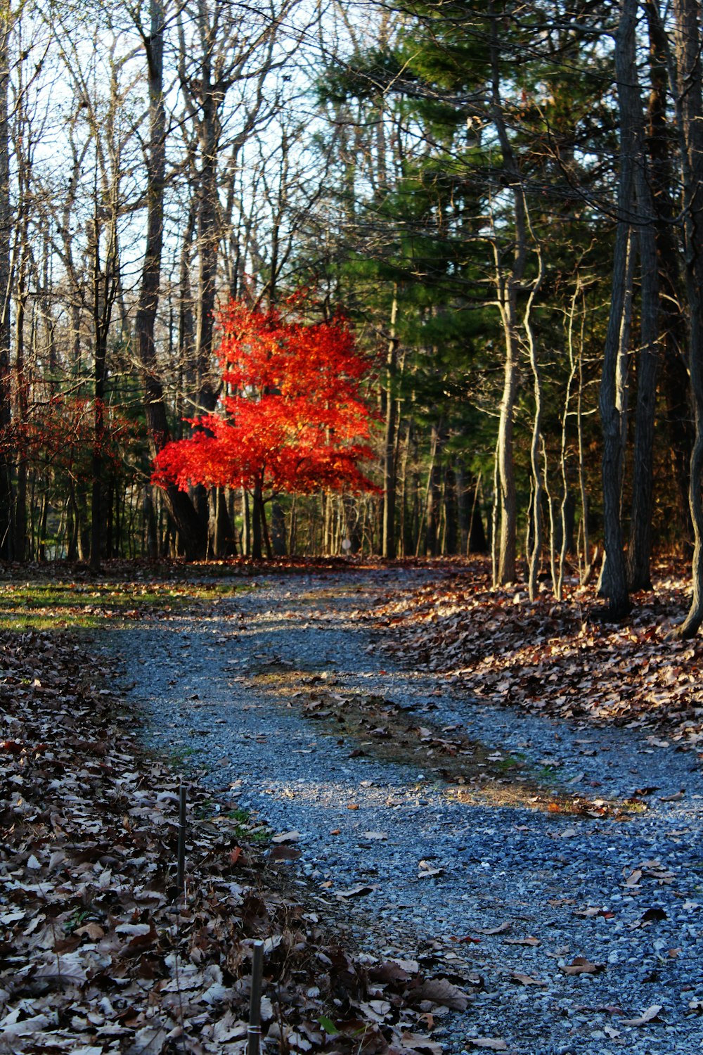 Red leaves on a tree at the end of a walkway.