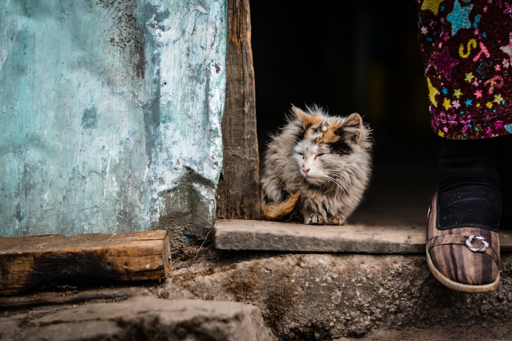 grey kitten sitting on the doorway