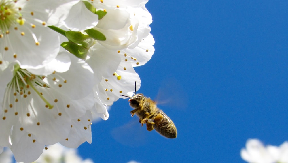 frelon jaune et noir volant à côté de la fleur blanche pendant la journée