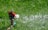 A sprinkler is watering a lush green lawn, with droplets of water visibly spraying in different directions. The red and black sprinkler is positioned on the grass, and the water creates a refreshing, shimmering effect in the sunlight.
